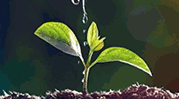 草地贪夜蛾防控新方法：植保无人机撒施颗粒剂农药